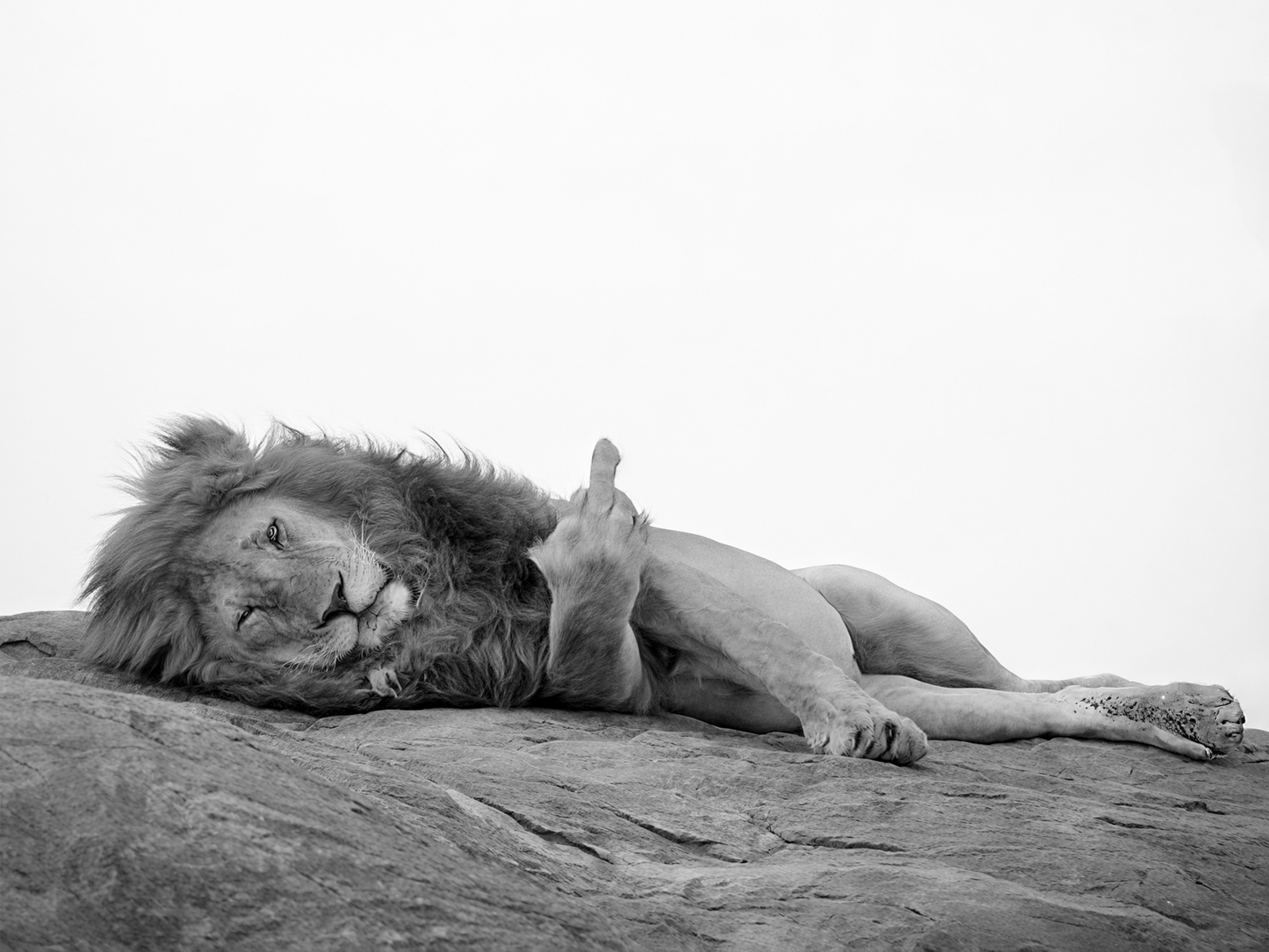 Lion Poster Black and White Funny Bold Animal Wall Art Digital Download