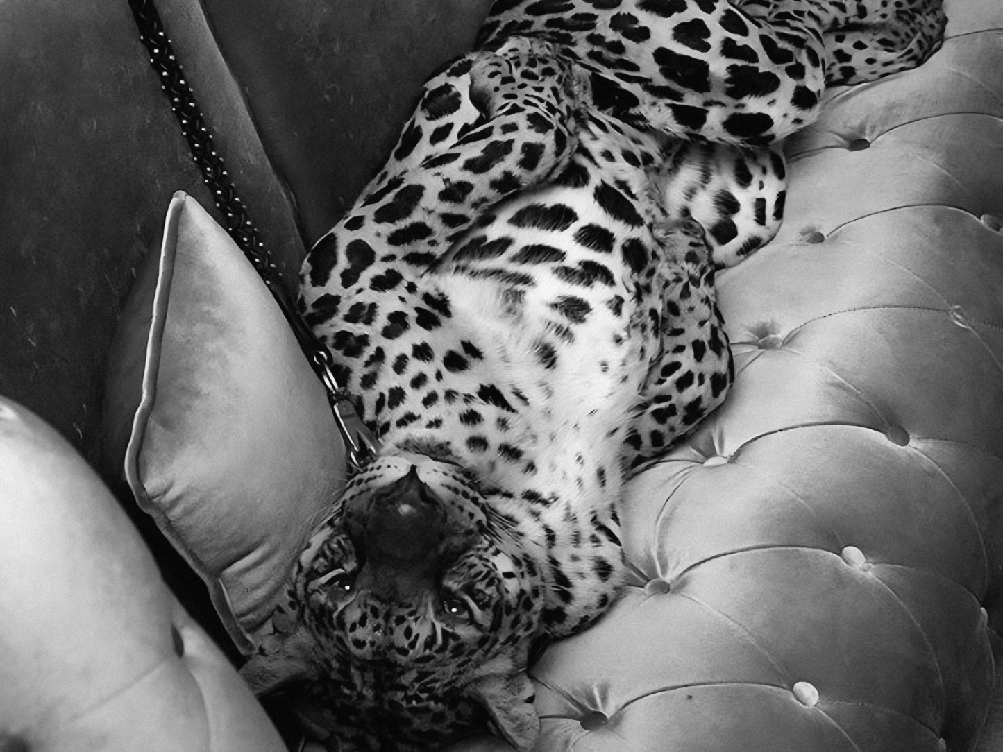 Leopard On Sofa Poster Black and White Wild Animal Wall Art Digital Download