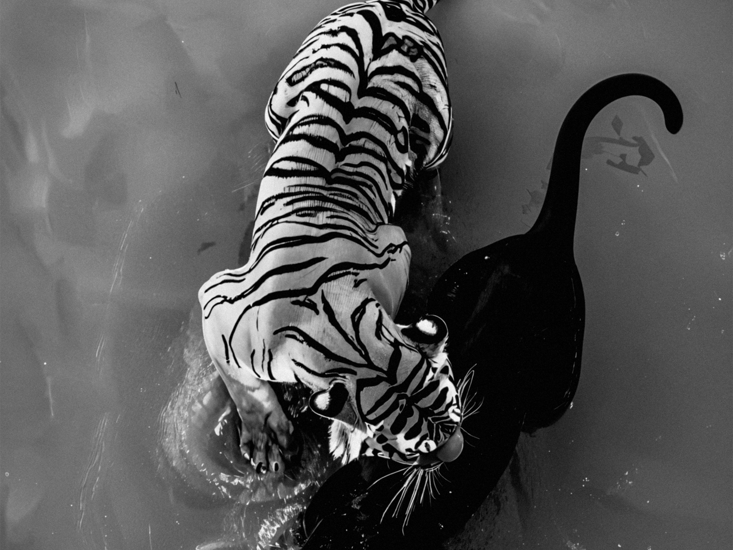 Tiger And Panther Poster Black and White – Wild Animal Art Print For Jungle And Wildlife Decor (Digital Download)