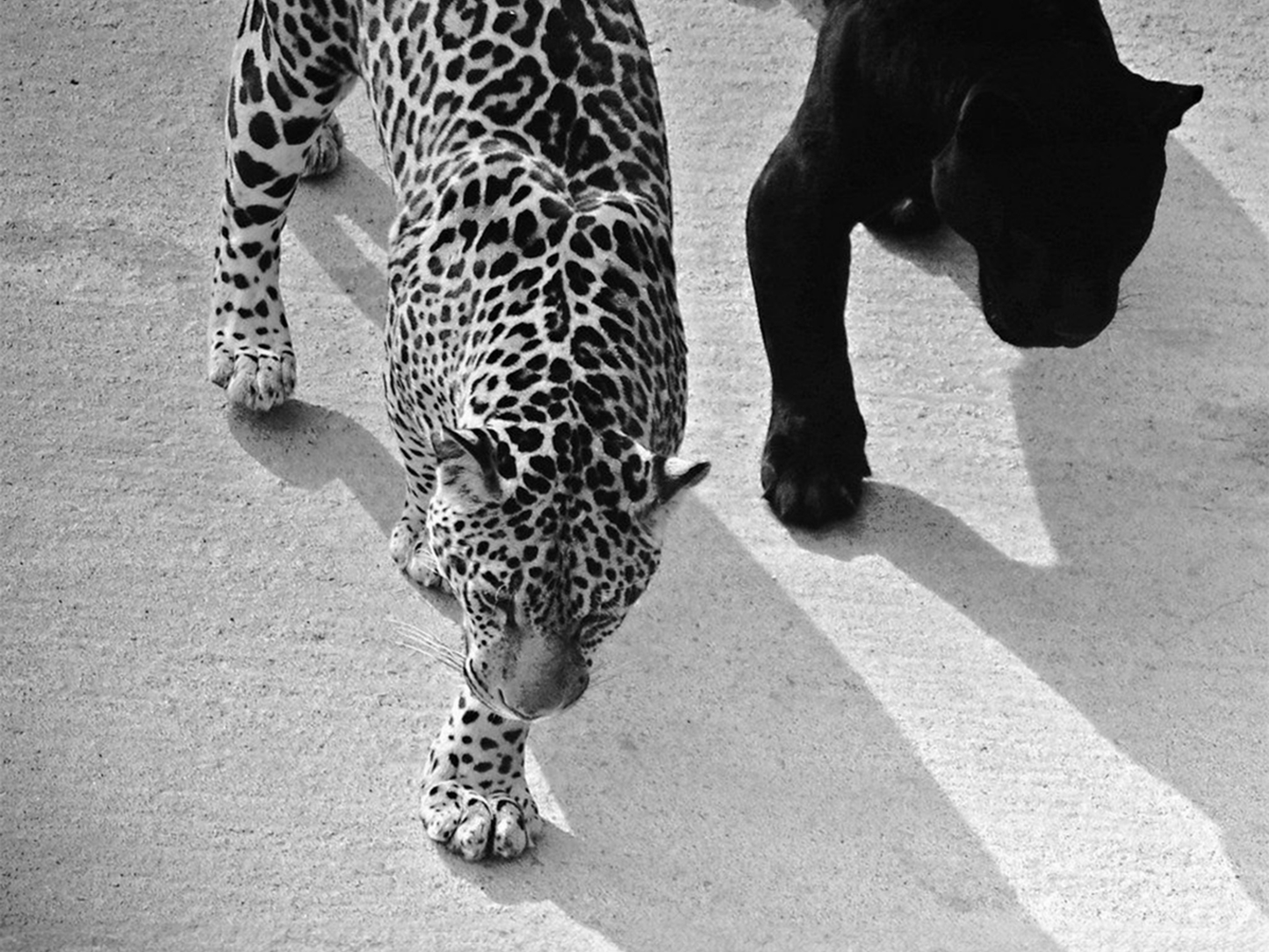 Jaguar And Panther Poster Black and White – Wild Animal Wall Art For Jungle, Nature And Wildlife Home Decor Digital Download