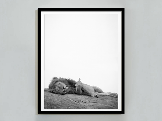 Lion Poster Black and White Funny Bold Animal Wall Art Digital Download