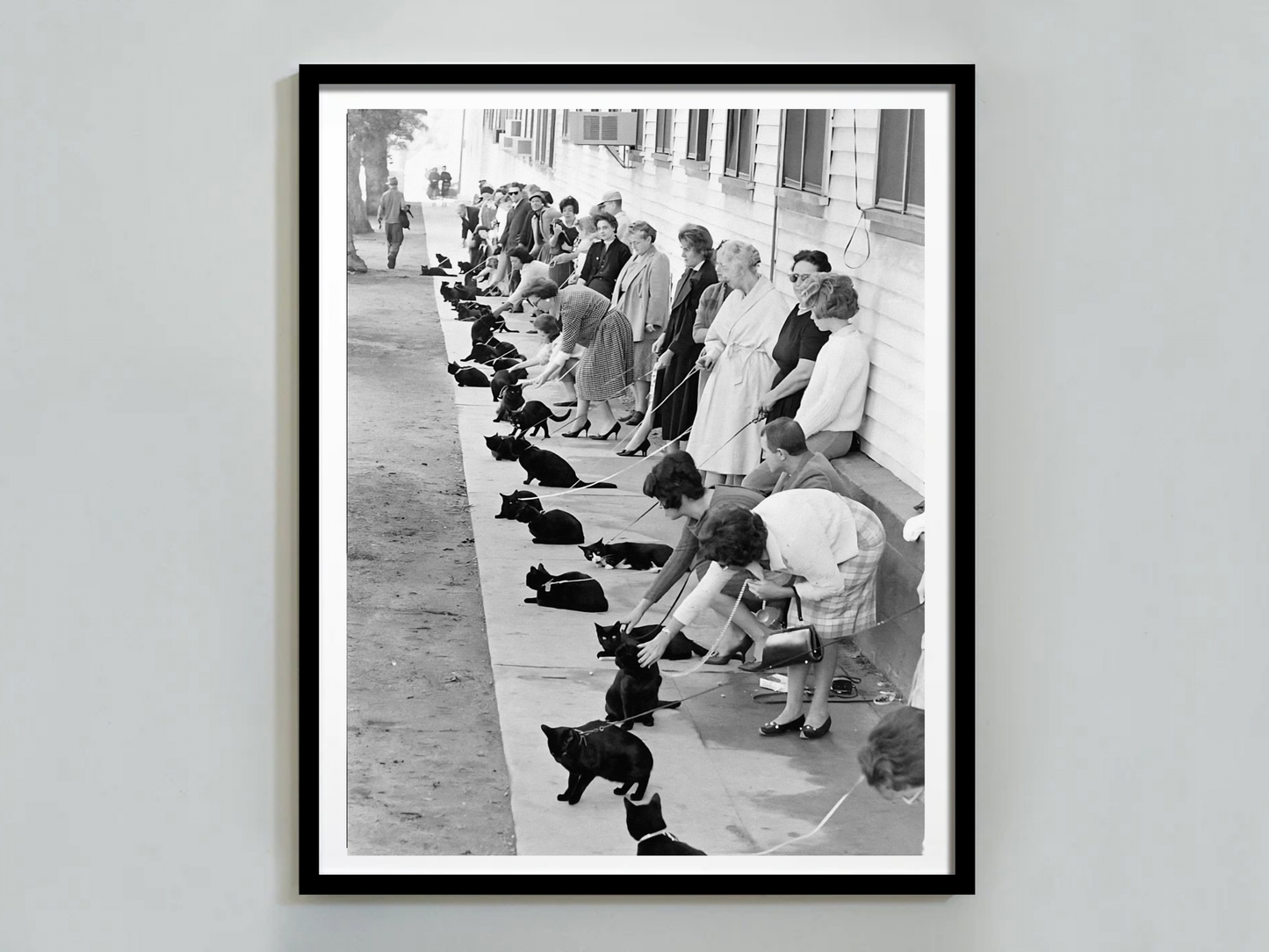 Hollywood Black Cat Auditions Vintage Movie Casting Scene Digital Download