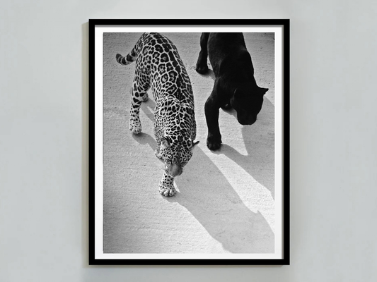 Jaguar And Panther Poster Black and White – Wild Animal Wall Art For Jungle, Nature And Wildlife Home Decor Digital Download