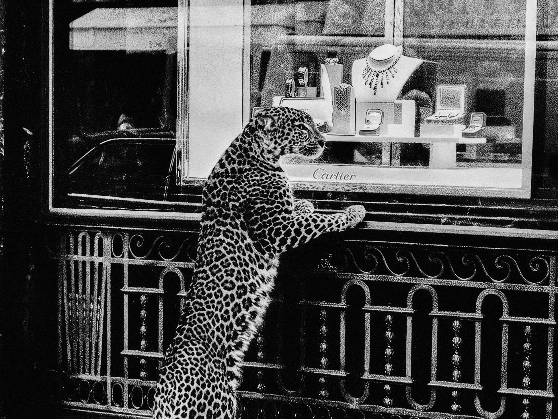 Cartier Leopard Poster Black And White Luxury Fashion Store Wall Art Digital Download
