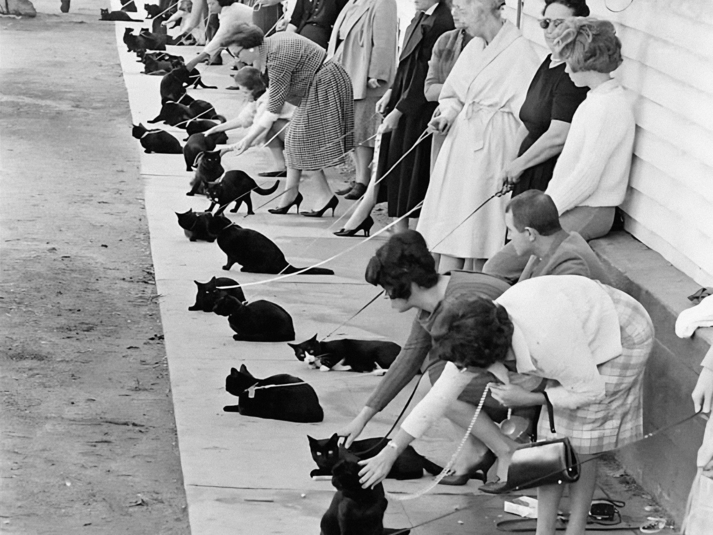 Hollywood Black Cat Auditions Vintage Movie Casting Scene Digital Download