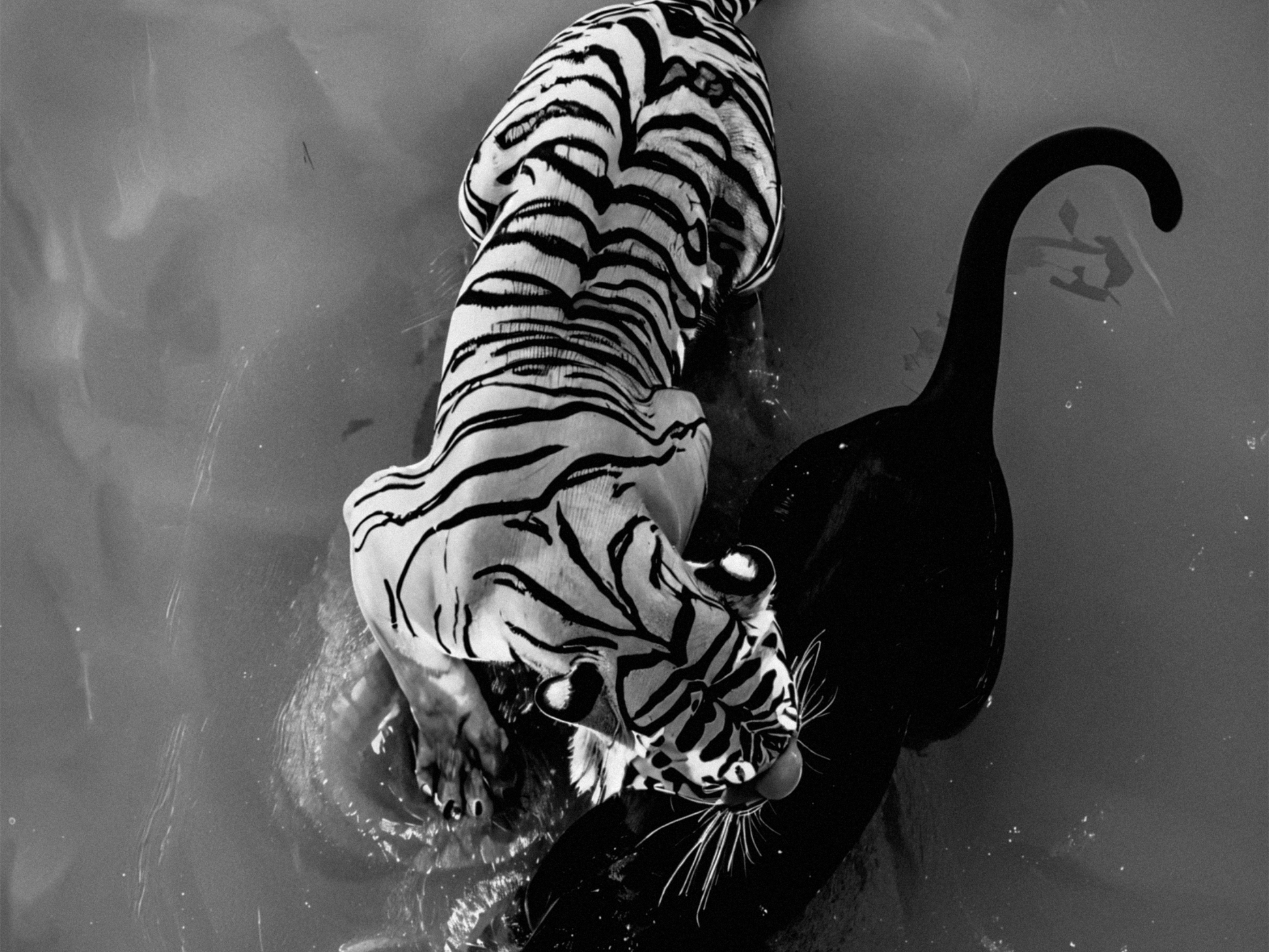Tiger And Panther Poster Black and White – Wild Animal Art Print For Jungle And Wildlife Decor (Digital Download)